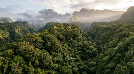 Forêt tropicale endémique de La Réunion avec des tamaris des Hauts et fougères arborescentes dominant un paysage montagneux brumeux