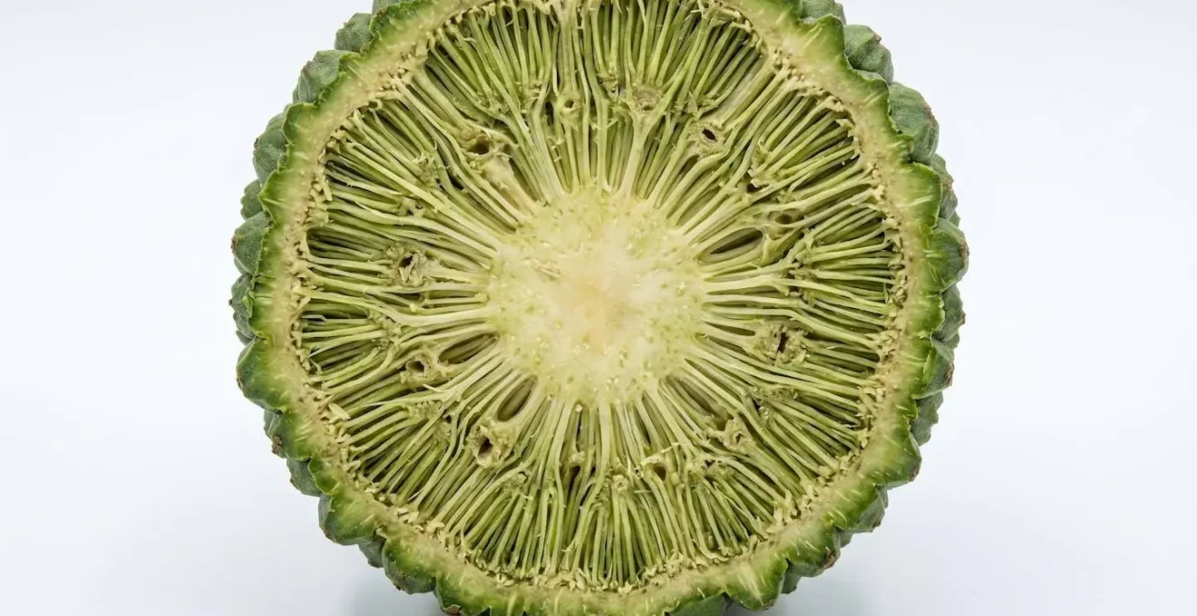 Coupe transversale détaillée d'un fruit de pinpin vert montrant sa structure fibreuse caractéristique