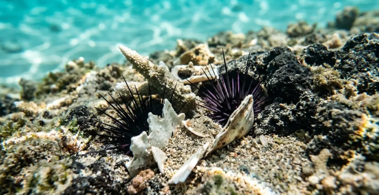 Vue macro de coraux coupants et oursins cachés dans les rochers du lagon