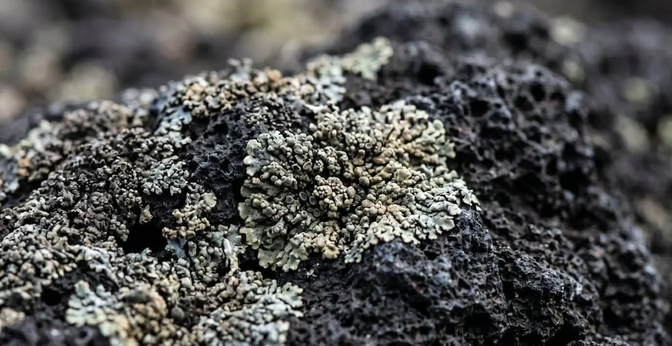 Vue macro de lichens pionniers sur roche volcanique noire